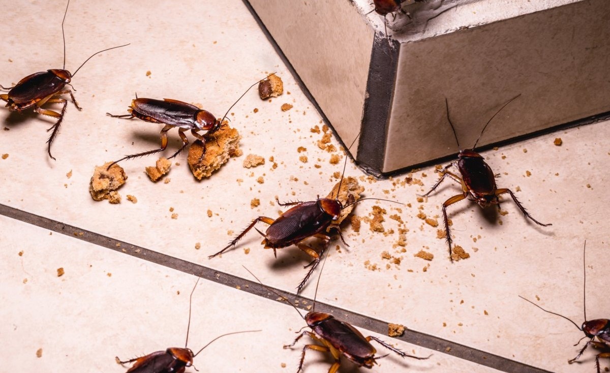 How to get rid of cockroaches using home remedies?