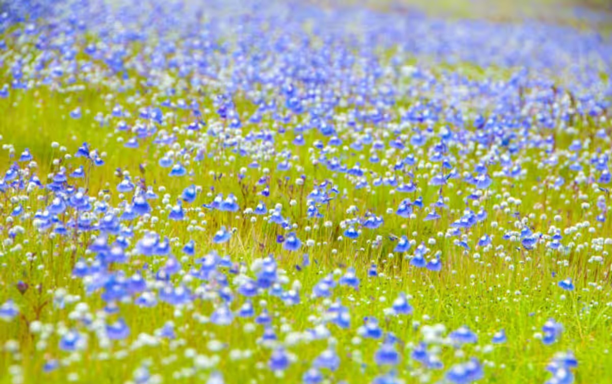 If you want to travel, go to the ‘Valley of Flowers’ in Maharashtra