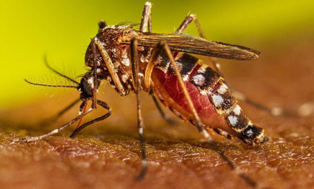 Neurological risks of Dengue highlighted by medical experts