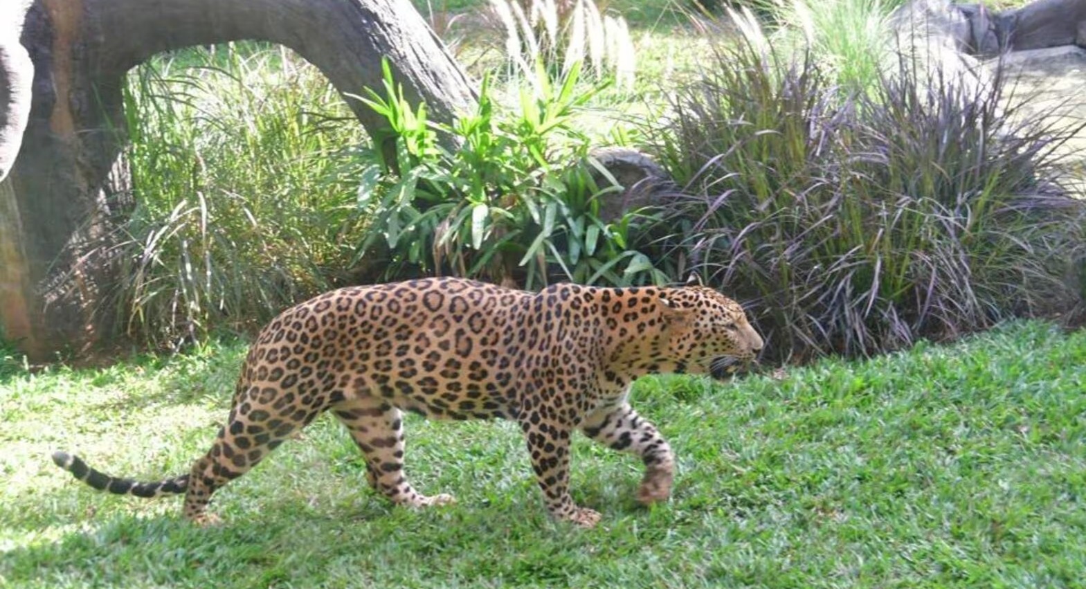 A leopard attacked a woman in Tinsukia