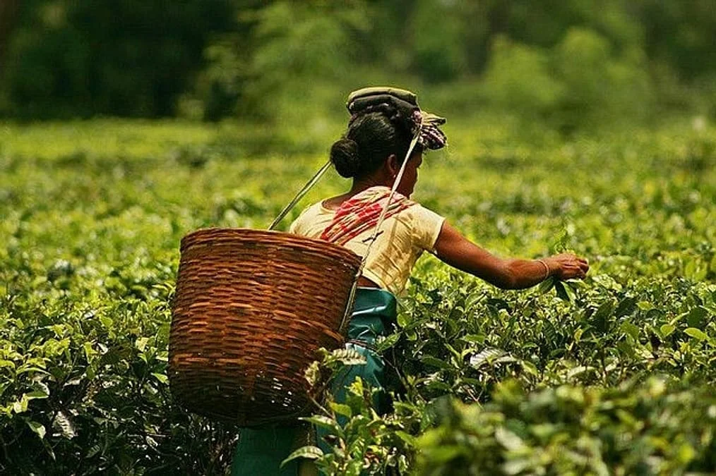 Assam Tea’s 200-Year Legacy Celebrated at Summer Fancy Food Show 2025 in New York