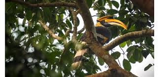 Chakhesang Youth Front Opposes Hornbill Hunting in Surhoba